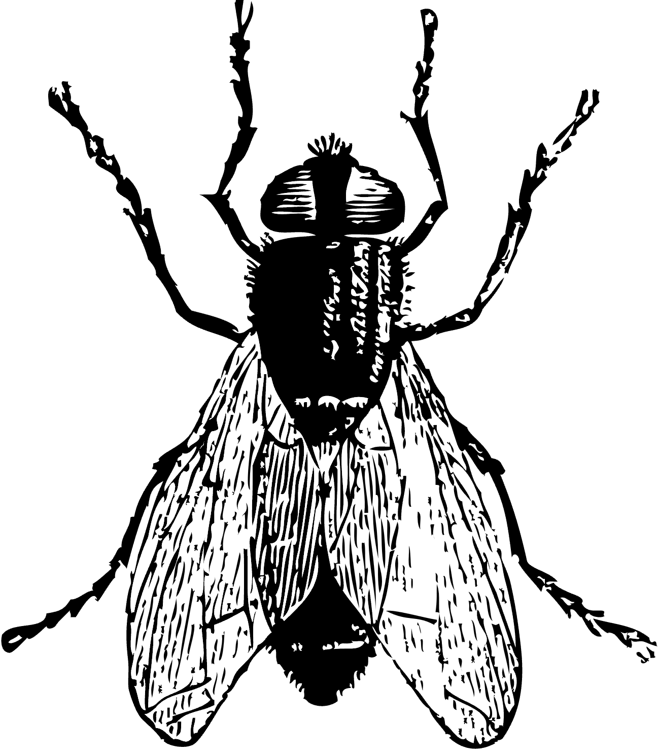 Fliege